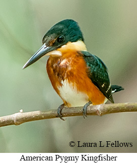 American Pygmy Kingfisher - © Laura L Fellows and Exotic Birding LLC