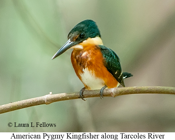 American Pygmy Kingfisher - © Laura L Fellows and Exotic Birding LLC