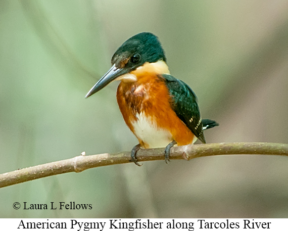 American Pygmy Kingfisher - © Laura L Fellows and Exotic Birding LLC American Pygmy Kingfisher - © Laura L Fellows and Exotic Birding LLC