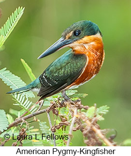 American Pygmy Kingfisher - © Laura L Fellows and Exotic Birding LLC