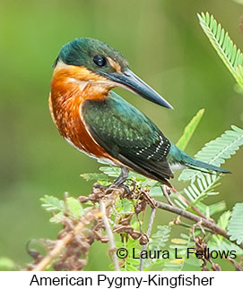 American Pygmy Kingfisher - © Laura L Fellows and Exotic Birding LLC