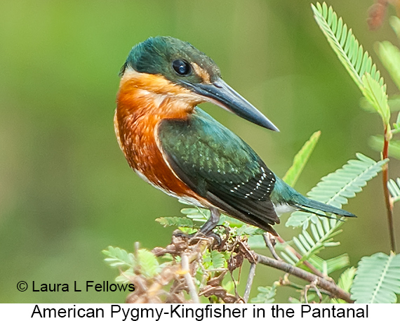 American Pygmy Kingfisher - © Laura L Fellows and Exotic Birding LLC