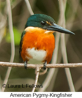 American Pygmy Kingfisher - © Laura L Fellows and Exotic Birding LLC