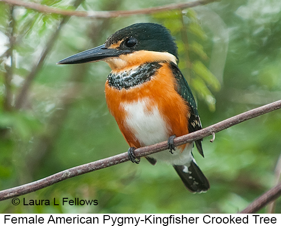 American Pygmy Kingfisher - © James F Wittenberger and Exotic Birding LLC