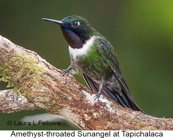 Amethyst-throated Sunangel - © Laura L Fellows and Exotic Birding LLC Amethyst-throated Sunangel - © Laura L Fellows and Exotic Birding LLC
