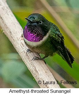 Amethyst-throated Sunangel - © Laura L Fellows and Exotic Birding LLC