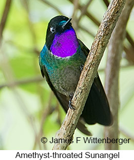 Amethyst-throated Sunangel - © James F Wittenberger and Exotic Birding LLC