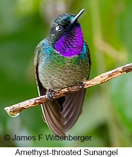 Amethyst-throated Sunangel - © James F Wittenberger and Exotic Birding LLC