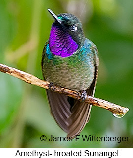 Amethyst-throated Sunangel - © James F Wittenberger and Exotic Birding LLC