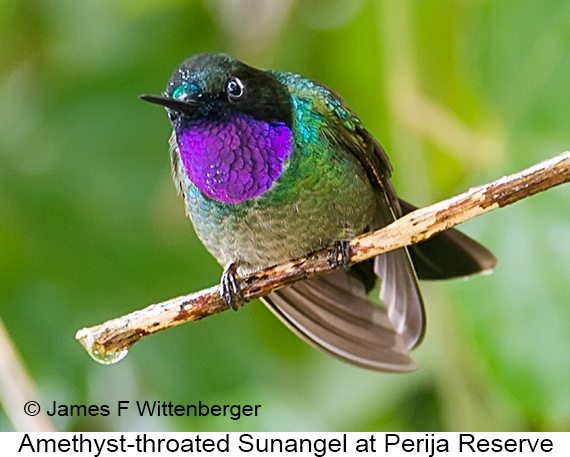 Amethyst-throated Sunangel - © James F Wittenberger and Exotic Birding LLC