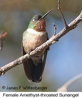 Amethyst-throated Sunangel - © James F Wittenberger and Exotic Birding LLC