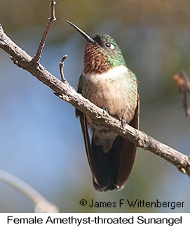 Amethyst-throated Sunangel - © James F Wittenberger and Exotic Birding LLC