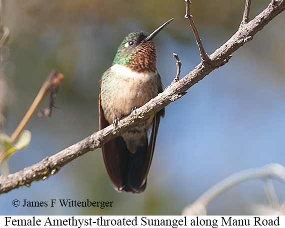 Female Amethyst-throated Sunangel - &copy; James F Wittenberger and Exotic Birding LLC