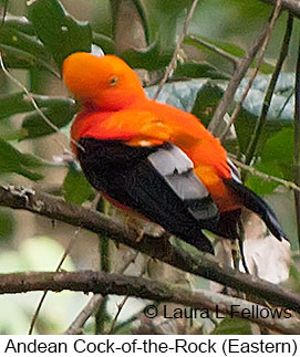 Andean Cock-of-the-rock - © Laura L Fellows and Exotic Birding LLC