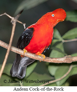 Andean Cock-of-the-rock - © James F Wittenberger and Exotic Birding LLC