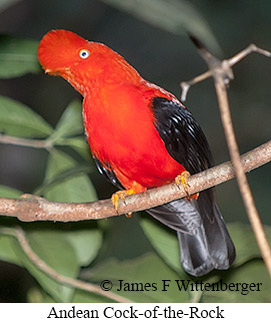 Andean Cock-of-the-rock - © James F Wittenberger and Exotic Birding LLC