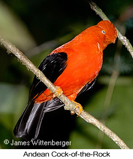 Andean Cock-of-the-rock - © James F Wittenberger and Exotic Birding LLC