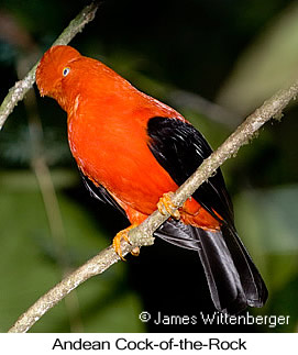 Andean Cock-of-the-rock - © James F Wittenberger and Exotic Birding LLC