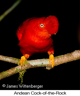 Andean Cock-of-the-rock - © James F Wittenberger and Exotic Birding LLC