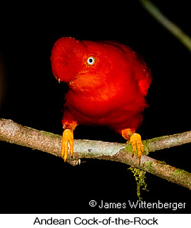 Andean Cock-of-the-rock - © James F Wittenberger and Exotic Birding LLC