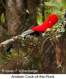 Andean Cock-of-the-rock - © James F Wittenberger and Exotic Birding LLC