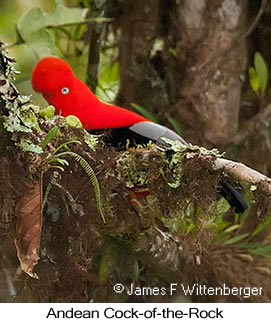 Andean Cock-of-the-rock - © James F Wittenberger and Exotic Birding LLC