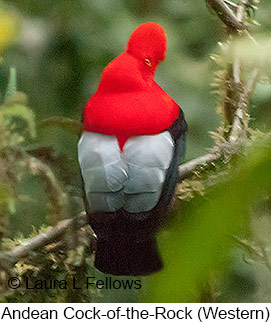 Andean Cock-of-the-rock - © Laura L Fellows and Exotic Birding LLC