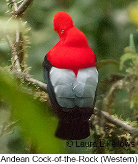 Andean Cock-of-the-rock - © Laura L Fellows and Exotic Birding Tours