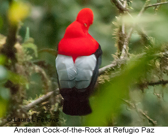 Andean Cock-of-the-rock - &copy; Laura L Fellows and Exotic Birding LLC