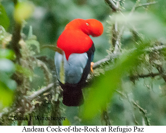Andean Cock-of-the-rock - &copy; James F Wittenberger and Exotic Birding LLC