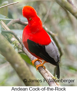 Andean Cock-of-the-rock - © James F Wittenberger and Exotic Birding LLC