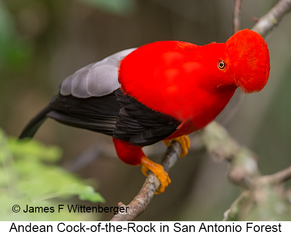 Andean Cock-of-the-rock - © James F Wittenberger and Exotic Birding LLC