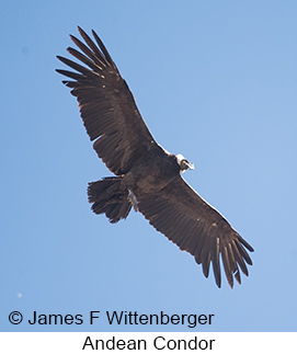 Andean Condor - © James F Wittenberger and Exotic Birding LLC Andean Condor - © James F Wittenberger and Exotic Birding LLC