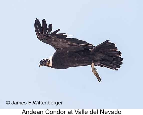 Andean Condor - © James F Wittenberger and Exotic Birding LLC Andean Condor - © James F Wittenberger and Exotic Birding LLC