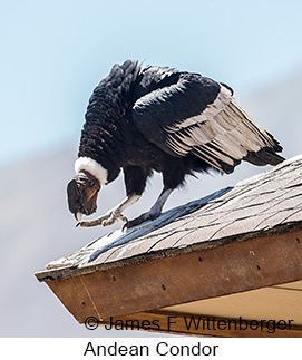 Andean Condor - © James F Wittenberger and Exotic Birding LLC Andean Condor - © James F Wittenberger and Exotic Birding LLC