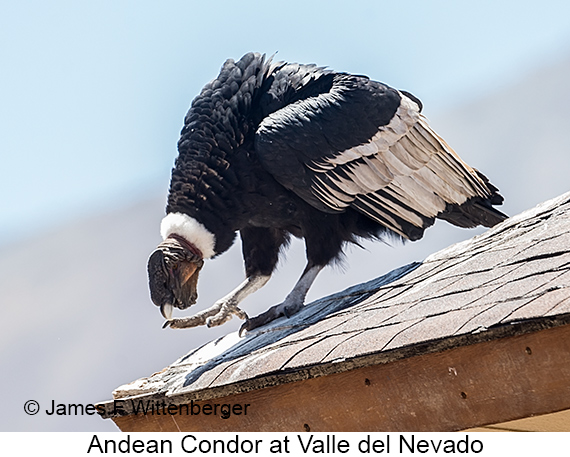 Andean Condor - © James F Wittenberger and Exotic Birding LLC Andean Condor - © James F Wittenberger and Exotic Birding LLC