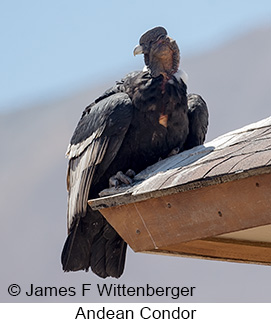 Andean Condor - © James F Wittenberger and Exotic Birding LLC Andean Condor - © James F Wittenberger and Exotic Birding LLC
