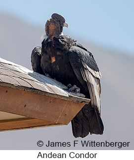 Andean Condor - © James F Wittenberger and Exotic Birding LLC