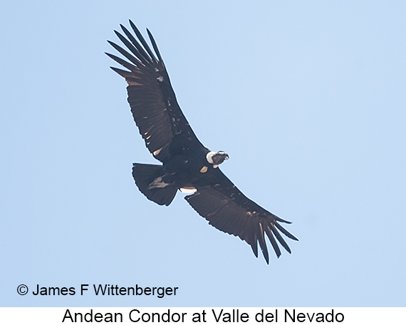 Andean Condor - © James F Wittenberger and Exotic Birding LLC Andean Condor - © James F Wittenberger and Exotic Birding LLC