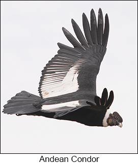Andean Condor  - Courtesy Argentina Wildlife Expeditions