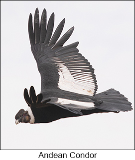 Andean Condor  - Courtesy Argentina Wildlife Expeditions