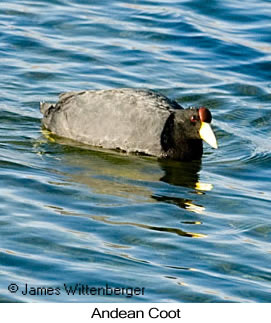 Slate-colored Coot - © James F Wittenberger and Exotic Birding LLC