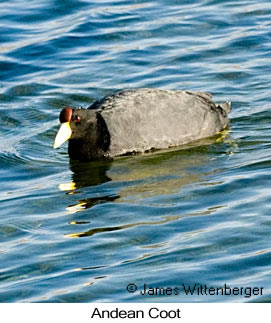 Slate-colored Coot - © James F Wittenberger and Exotic Birding LLC