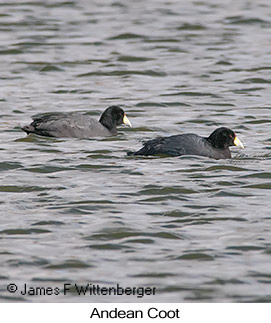 Slate-colored Coot - © James F Wittenberger and Exotic Birding LLC
