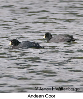 Slate-colored Coot - © James F Wittenberger and Exotic Birding LLC
