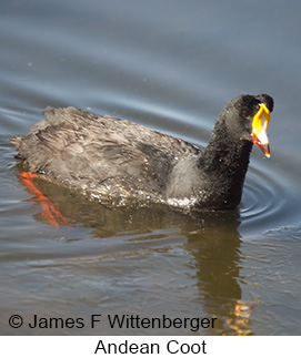 Slate-colored Coot - &copy; James F Wittenberger and Exotic Birding LLC