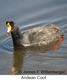 Slate-colored Coot - © James F Wittenberger and Exotic Birding LLC Slate-colored Coot - © James F Wittenberger and Exotic Birding LLC
