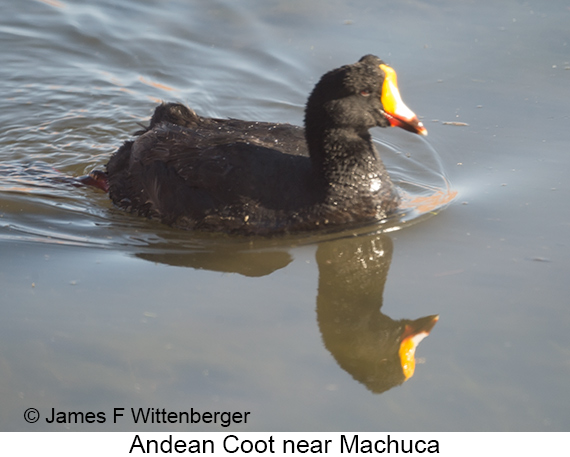 Slate-colored Coot - © James F Wittenberger and Exotic Birding LLC Slate-colored Coot - © James F Wittenberger and Exotic Birding LLC