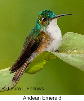 Andean Emerald - © Laura L Fellows and Exotic Birding LLC