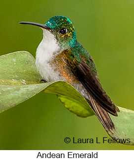 Andean Emerald - © Laura L Fellows and Exotic Birding LLC